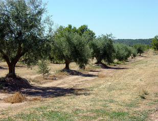 OLIVERES 2.jpg