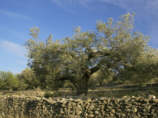 OLIVERES 3.jpg